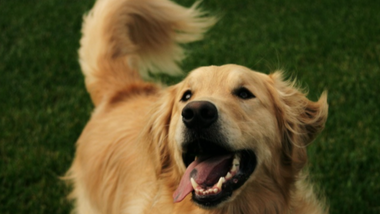 TAIL WAGGING DOG