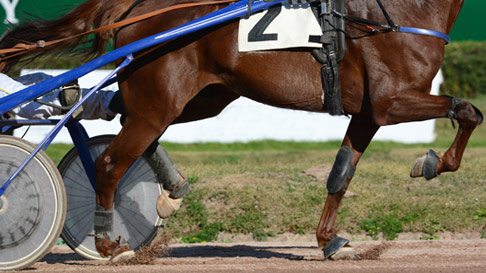 close up of horse and cart in harness racing